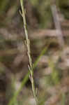 Tenlobe false foxglove